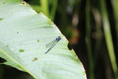Argia medullaris