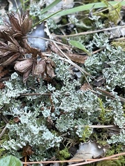 Cladonia squamosa