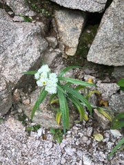 Anaphalis margaritacea