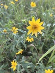 Helianthus strumosus