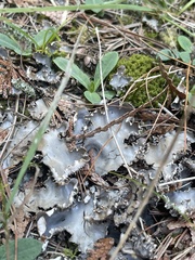Peltigera canina