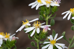 Olearia