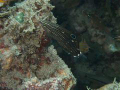 Halichoeres marginatus