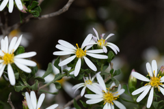 Olearia