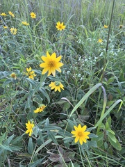 Helianthus strumosus