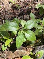 Polygaloides paucifolia