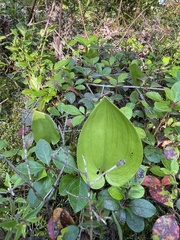 Maianthemum canadense