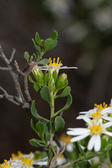 Olearia