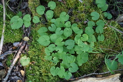 Viola selkirkii