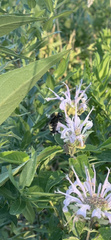 Bombus pensylvanicus