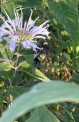 Bombus pensylvanicus
