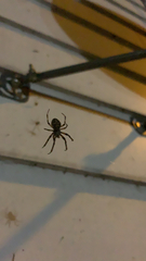 Larinioides sclopetarius