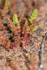 Crassula