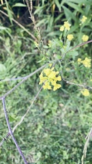 Rhamphospermum nigrum