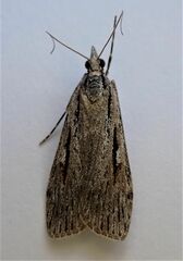 Scoparia indistinctalis