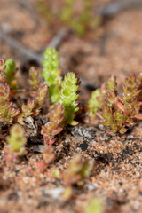 Crassula