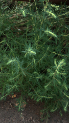 Bassia scoparia