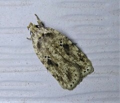 Agonopterix canadensis