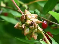 Ampelomyia vitiscoryloides