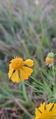 Helenium amarum