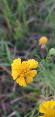 Helenium amarum