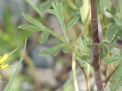 Hymenothrix dissecta