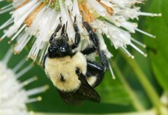 Bombus griseocollis
