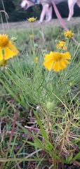 Helenium amarum