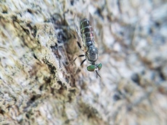 Atomosia melanopogon