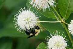 Bombus griseocollis