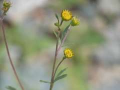 Hymenothrix dissecta