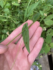 Persicaria sagittata