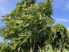 Lycorma delicatula
