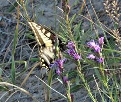 Papilio machaon