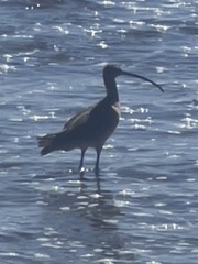 Numenius americanus