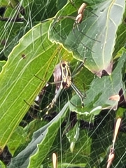 Trichonephila clavata