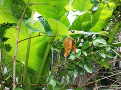 Dryas iulia moderata