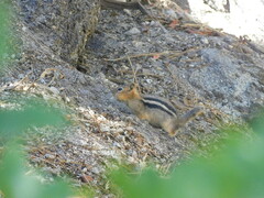 Callospermophilus lateralis