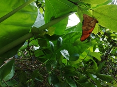 Dryas iulia moderata