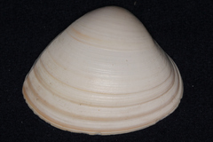 Spisula murchisoni