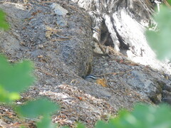 Callospermophilus lateralis