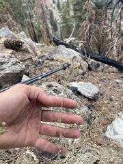 Cordylanthus nevinii