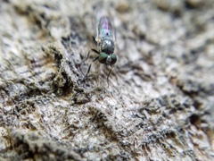 Atomosia melanopogon