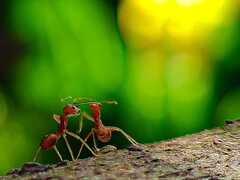 Oecophylla smaragdina