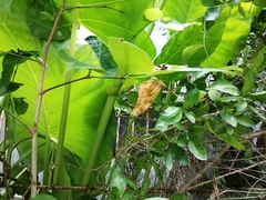 Dryas iulia moderata