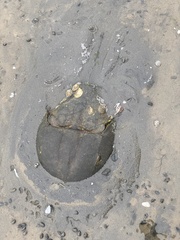 Limulus polyphemus