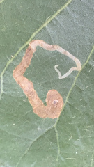 Stigmella populetorum