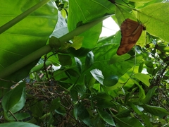 Dryas iulia moderata