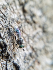 Atomosia melanopogon