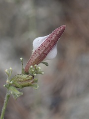 Cordylanthus nevinii